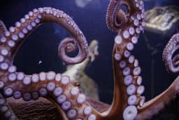 Question 30 photo: Zeedieren