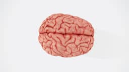 Question 5 photo: Brain