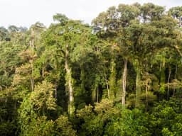 Question 26 photo: Rainforests