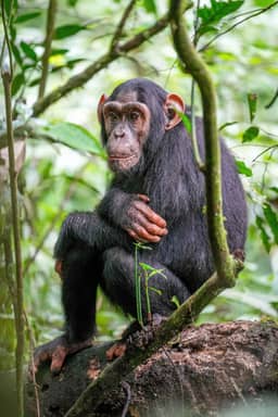 Question 39 photo: Primatology