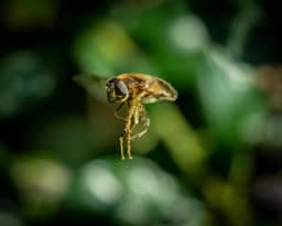Question 18 photo: Insects