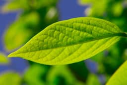 Question 11 photo: Plant Biology