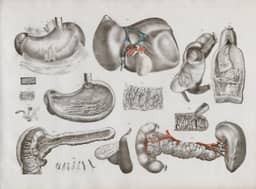 Question 6 photo: Endocrine System