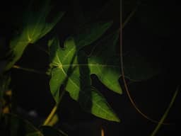 Question 25 photo: Plantenbiologie